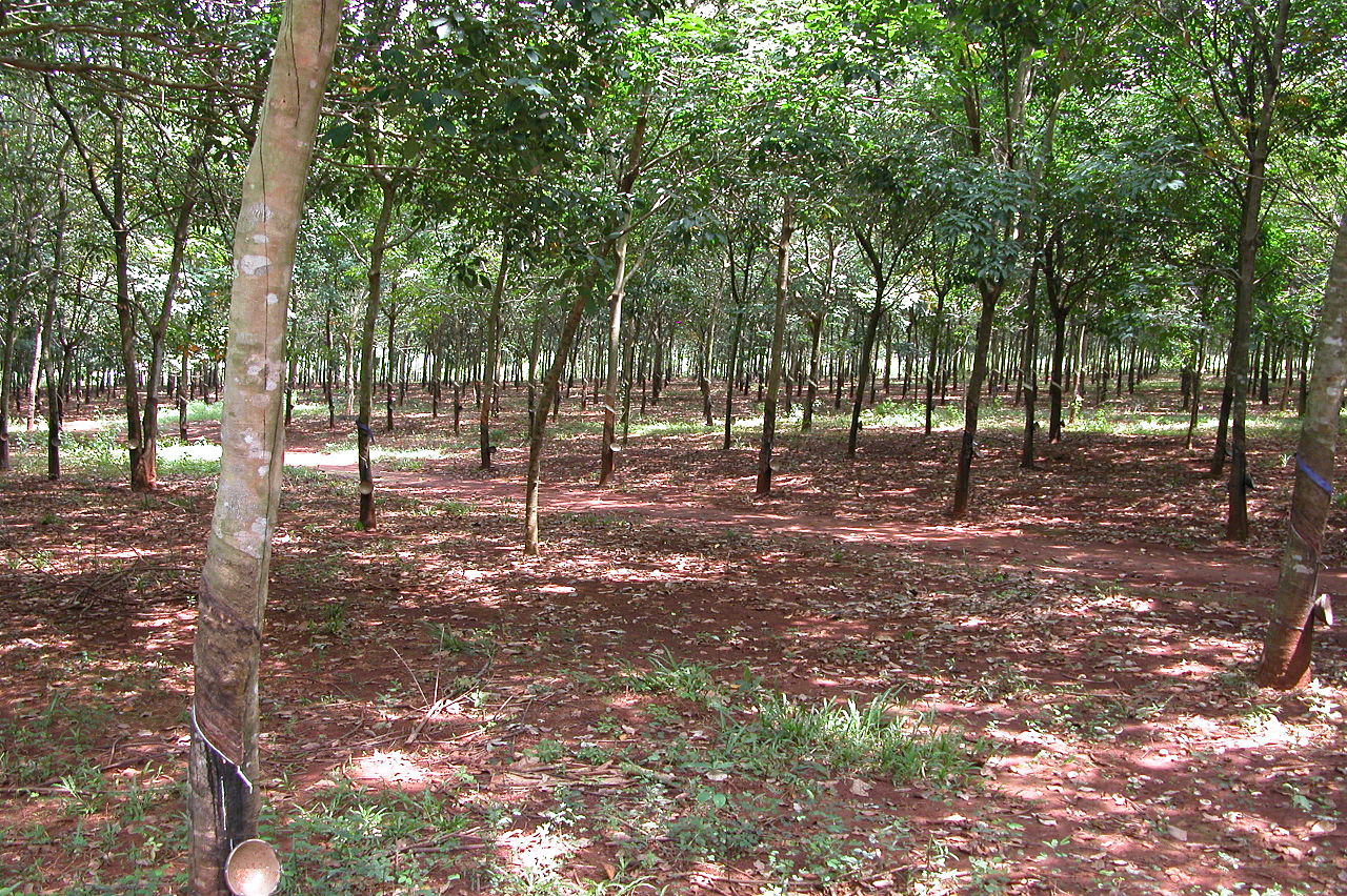 The site of the Battle of Long Tan in 2005.jpg